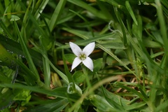 Arcytophyllum serpyllaceum