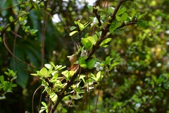 Randia chiapensis