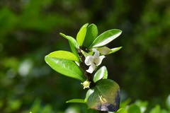 Randia chiapensis