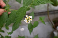 Lantana hispida