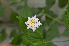 Lantana hispida