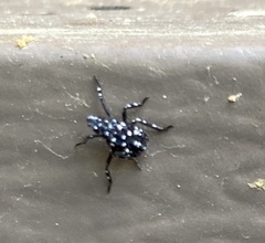 Lycorma
