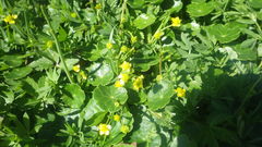 Ranunculus ophioglossifolius