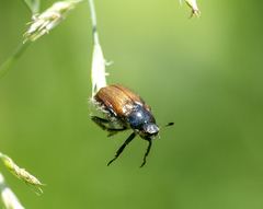 Phyllopertha horticola