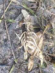 Fallicambarus houstonensis