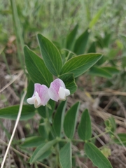 Lathyrus lanszwertii