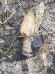 Fallicambarus houstonensis