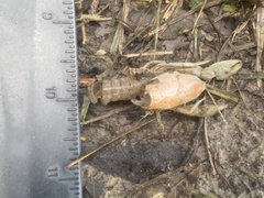 Fallicambarus houstonensis