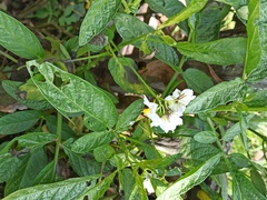 Solanum muricatum