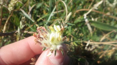 Anthyllis vulneraria vulneraria