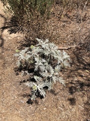 Constancea nevinii