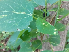 Cecidomyiini