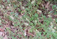 Trifolium incarnatum molinerii