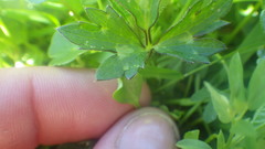 Ranunculus ophioglossifolius