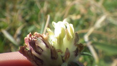 Anthyllis vulneraria vulneraria