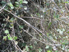 Muehlenbeckia complexa complexa