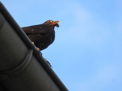 Turdus merula