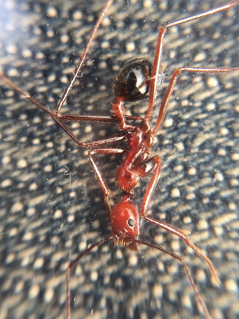 Aphaenogaster swammerdami
