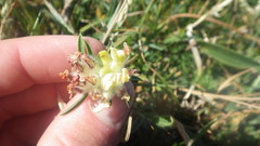 Anthyllis vulneraria vulneraria