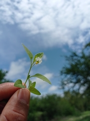 Solanum adscendens