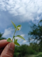 Solanum adscendens