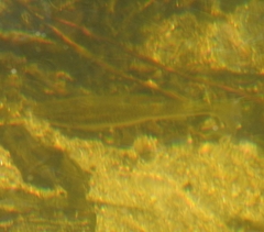 Pseudochondrostoma duriense