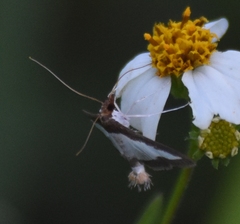 Diaphania hyalinata