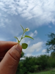 Solanum adscendens