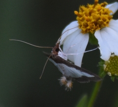 Diaphania hyalinata