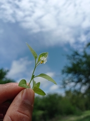 Solanum adscendens