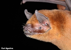 Pteronotus gymnonotus