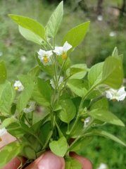 Solanum adscendens