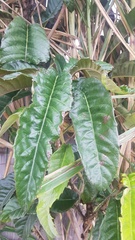 Codiaeum variegatum