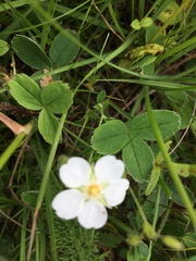 Potentilla montana