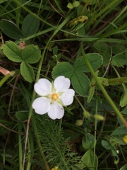 Potentilla montana