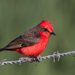 Vermilion Flycatcher - Photo (c) davy, some rights reserved (CC BY-NC), uploaded by davy