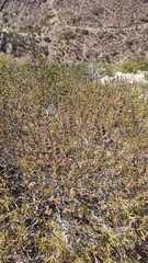 Salvia brandegeei