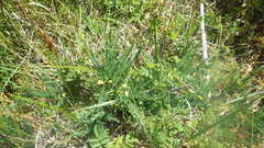 Asparagus prostratus