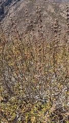 Salvia brandegeei