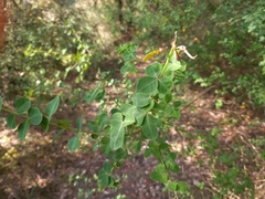 Cytisophyllum sessilifolium
