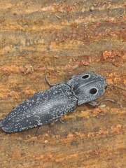 Alaus melanops