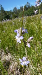 Polemonium occidentale occidentale