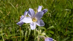 Polemonium occidentale occidentale