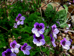 Erodium glandulosum