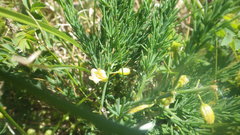 Asparagus prostratus