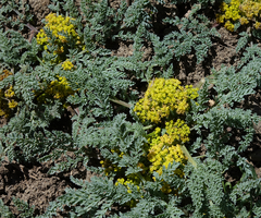 Cymopterus planosus