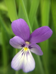 Viola bubanii