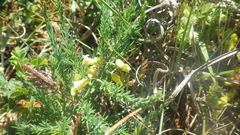 Asparagus prostratus