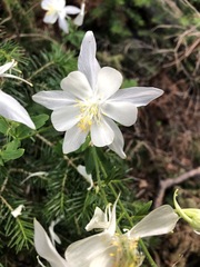 Aquilegia coerulea