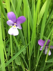 Viola bubanii
